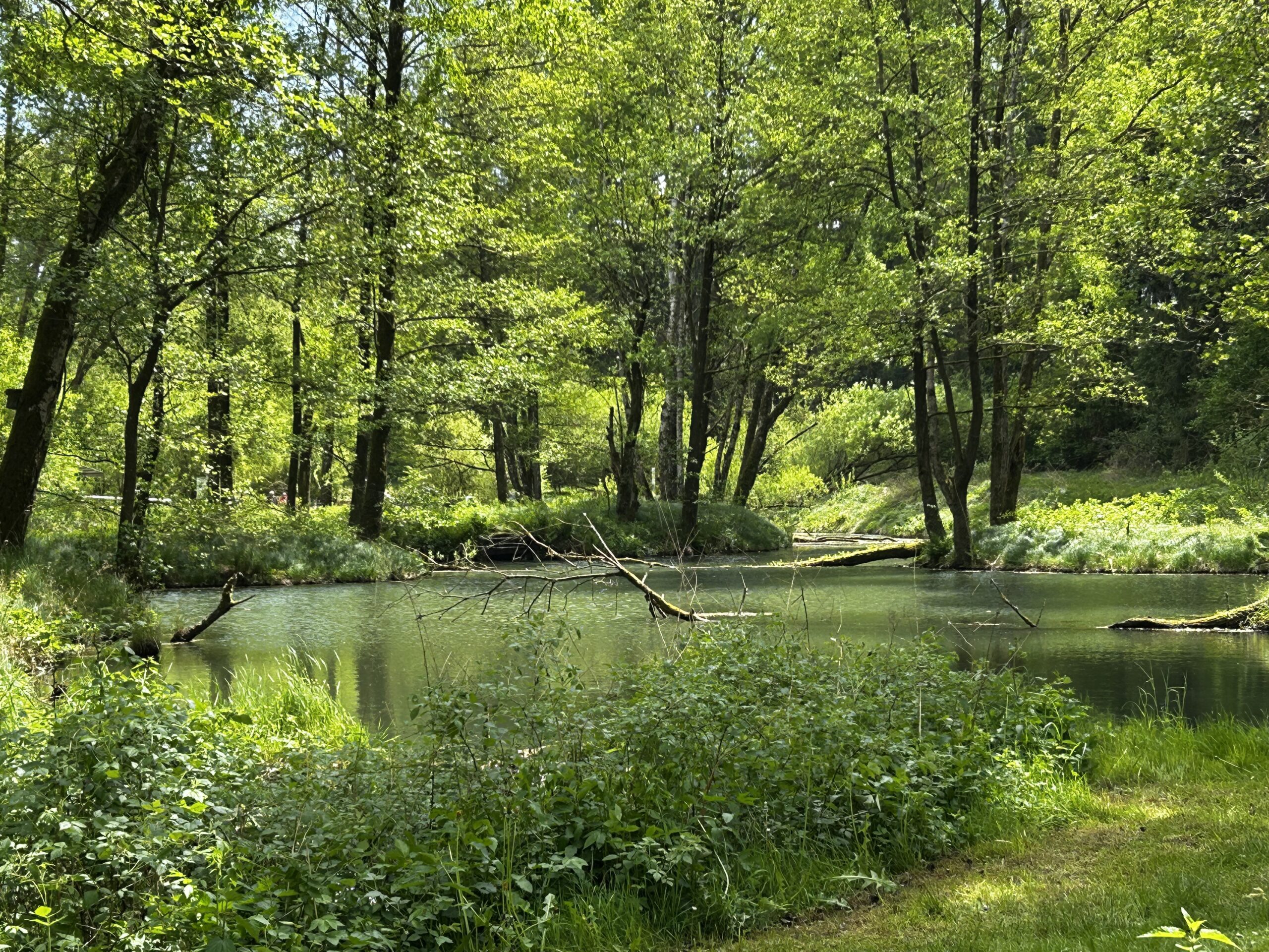 Weiher im Generationenpark Gruberbach im Frühling